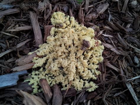 Every grower desires optimal yields of massive buds from their marijuana plants. plant health - What is this fungus or weed growing in my ...