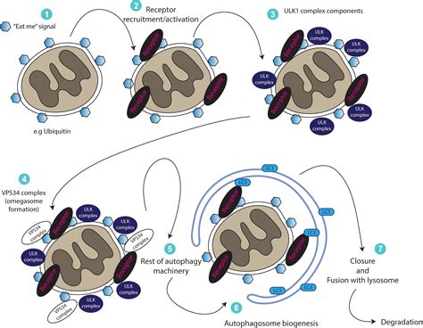 Frontiers Mammalian Mitophagosome Formation A Focus On The Early