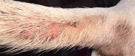 All About Dog Fleas Rivas Remedies