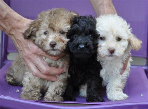 Akc Red Miniature Poodle Puppies Rare For Sale In Jupiter Florida