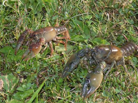 People Are Seeing Crawdads In Their Yards In Ohio And They Are