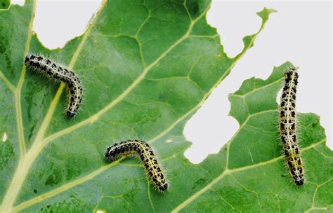 How To Get Rid Of Caterpillars Keep Caterpillars Out Of The Garden