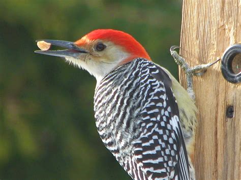 South Burlington Birds Red Bellied Woodpecker Photos South
