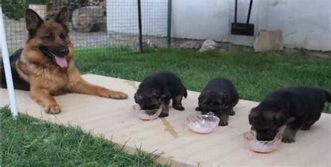Feeding German Shepherd Puppy How To Feed Size And Portion