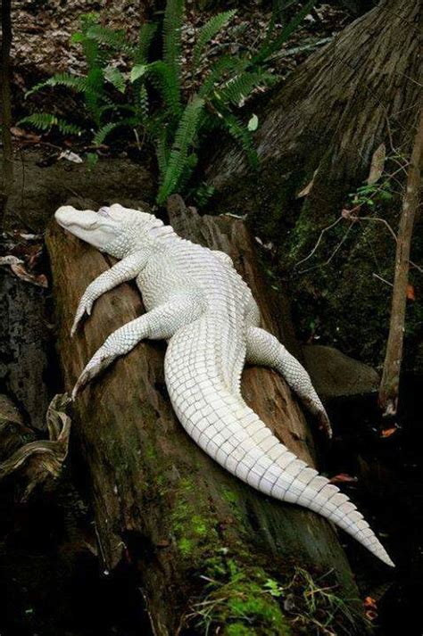 Amazing And Very Rage White Alligators