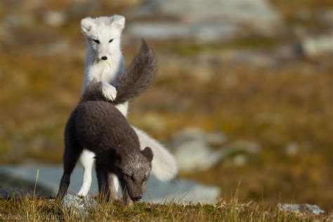 Fjellrev Arctic Fox Robert Fredagsvik Flickr