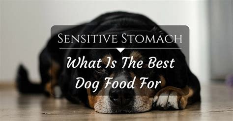 Sensitive stomach cat food is specially formulated for cats with digestive issues. Dog Food for Sensitive Stomach - What Is The Best ...