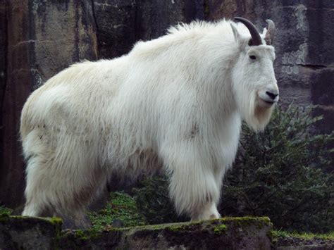 Rocky Mountain Goat Zoochat