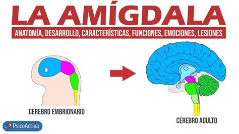 Anatomía Desarrollo Y Funciones De La Amígdala Youtube