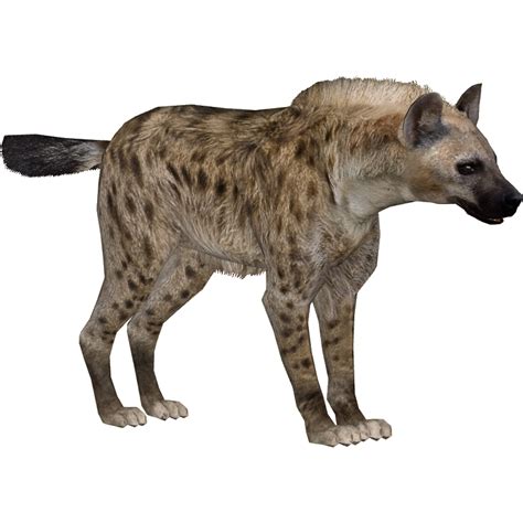 Hyena Png Background Image Png Arts