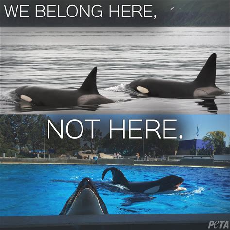 There Are 56 Orcas Trapped In Captivity Right Now Rt If Youll Never