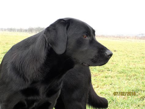 Starrer Blick - Labrador, Hund Foto & Bild | archiv - kritik am bild ...