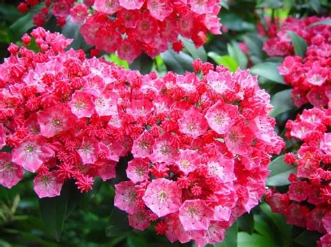 Zone 5 Flowers For Shade List Of Shade Garden Plants For Zones 4 To 8