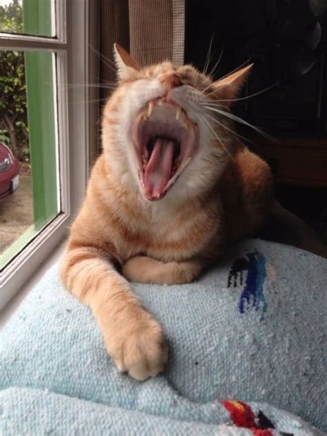 32 Funny Cat Faces Pictures That Will Make You Squeal Like