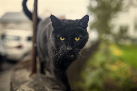 Bombay Cat Breed Profile