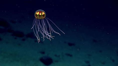 Deep Sea Life Faces Dark Future With Warming Climate Central