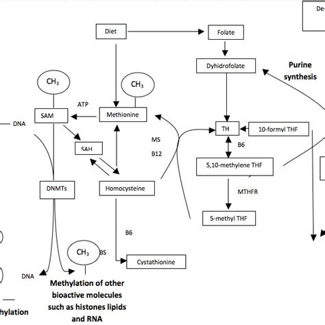 Metabolism Pathway Of Folate Vitamin B12 And Methionine Methylation