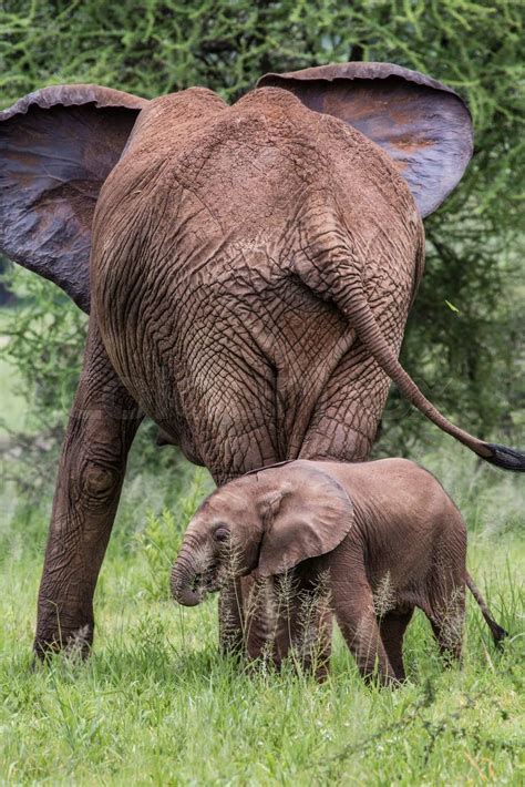 Mother And Baby African Elephants Walking In Savannah In The Tarangire