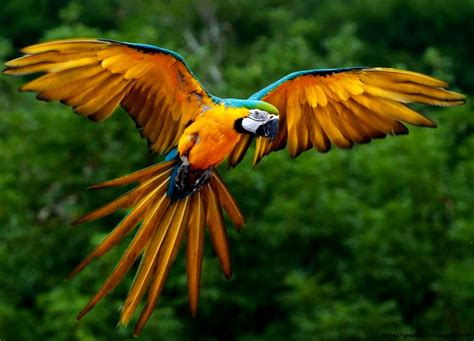 Endangered Rainforest Birds Amazing Wallpapers