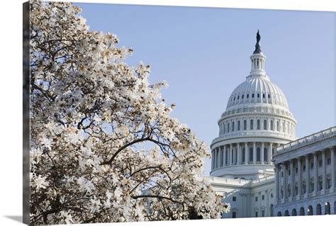 Spring Cherry Blossom The Capitol Building Capitol Hill Washington D