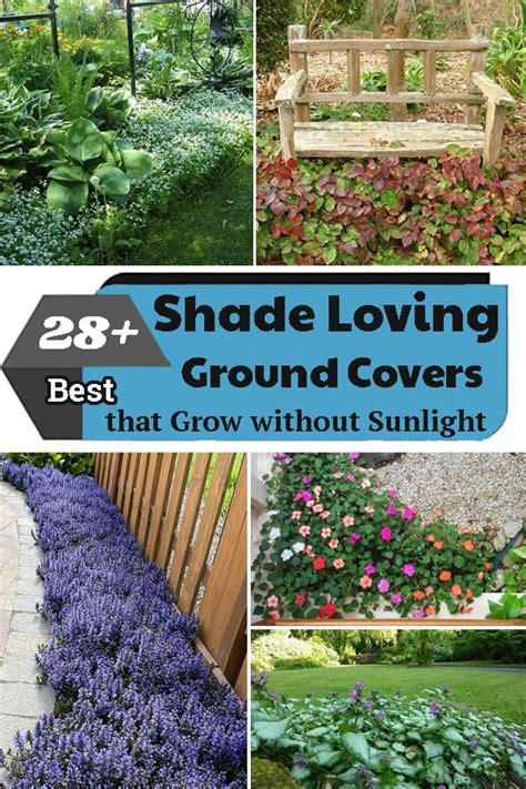 28 Best Shade Loving Ground Covers That Grow Without Sunlight In 2023