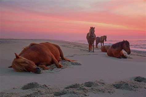 Assateague Island Wild Horses By Image By Michael Rickard