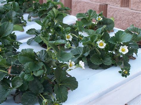 Homemade Hydroponic Systems For Strawberries Homemade Ftempo
