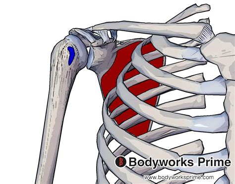 Subscapularis Muscle Anatomy Bodyworks Prime