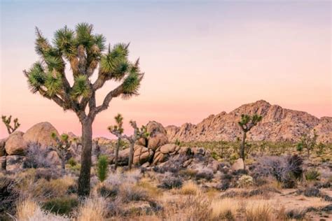 Joshua Tree National Park Come Visitare Il Parco Della California