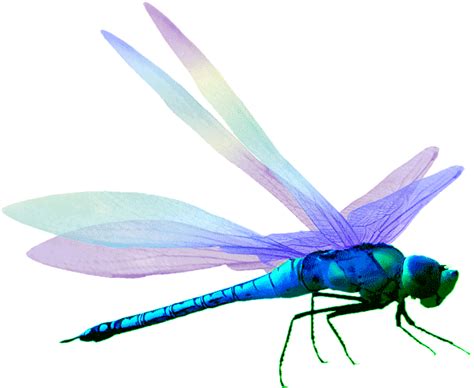 Dragonfly Clipart Png Download Full Size Clipart 2434585