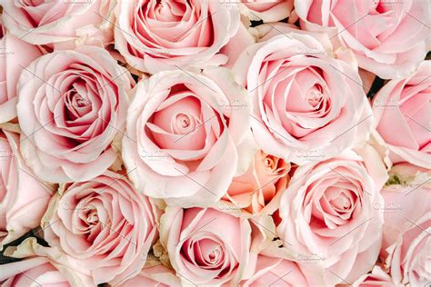 Pink Roses Background High Quality Nature Stock Photos ~ Creative Market