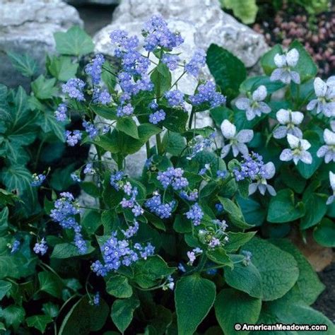 Blue Brunnera Planting Flowers Shade Perennials Blue Flowering Plants