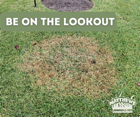 Be On The Lookout Brown Patch Fungus Matthews Landscape And Pest