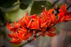 Palash Tree How To Grow And Maintain Tips In