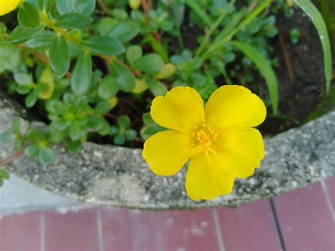 Bunga Krokot Kuning 3 Bunga Cantik Is Beautiful Flower Opensea