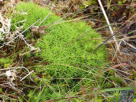 Check spelling or type a new query. Non Flowering Plants - Rochdale Field Naturalists' Society