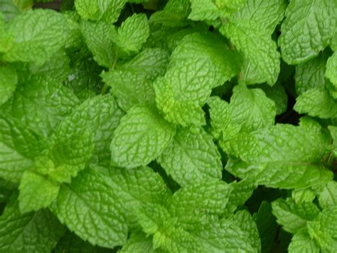 Mint plant varieties reviewThora's Blog