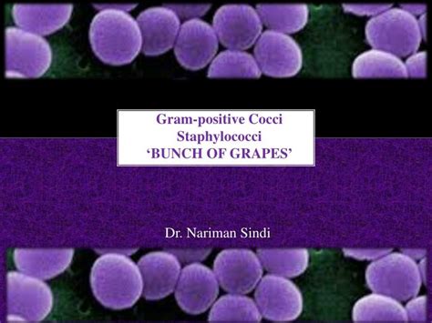 Ppt Gram Positive Cocci Staphylococci ‘bunch Of Grapes Powerpoint