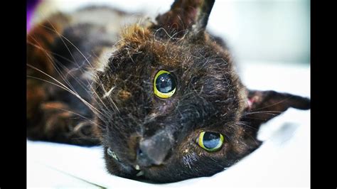 Injured Cat Rescued Last Night Has Gone Into Intensive Care Awaiting