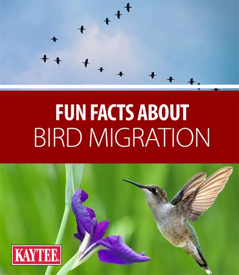 Migration Fact Birds Can Travel As Far As 16000 Miles During Their