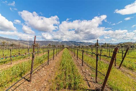 Prime Agricultural Land For Sale W Productive Vineyard Redwood