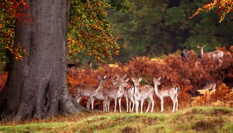 30 Awesome Animals Out And About This Autumn 500px