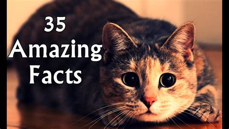 35 Interesting Facts About Cats And Kittens Youtube
