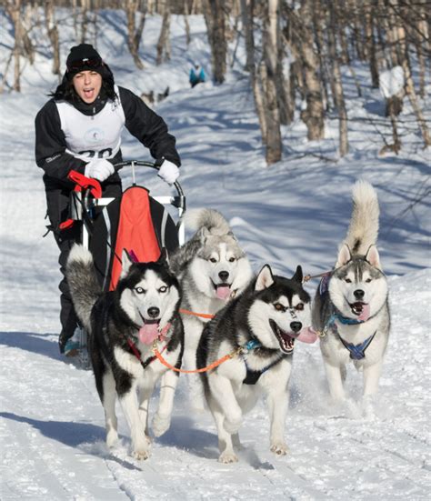 A dog sled that can be built at about 1/4 the cost of an average traditional new one; Why Do They Say "Mush" to Make Sled Dogs Go?