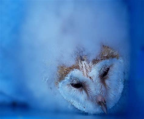 Surreal Image Of Baby Owl With Fluffy Feathers Stock Photo Image Of