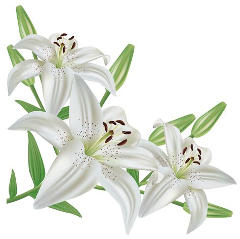 Easter Lily Clipart Free 18 Free Cliparts Download Images On