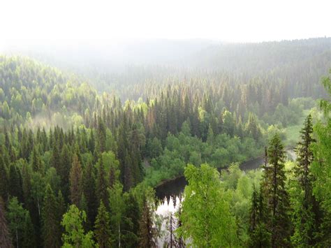 Taiga O Bosque Boreal ~ Biomas Mundiales
