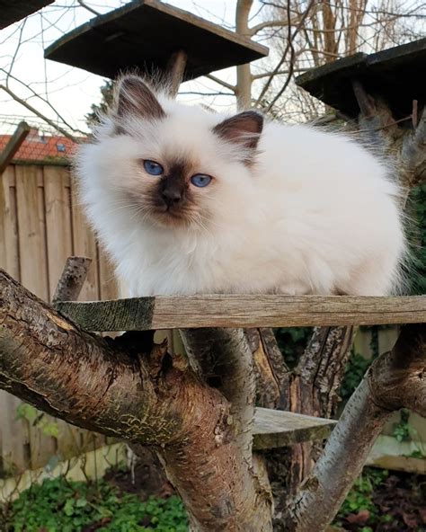 A White Cat Sitting On Top Of A Tree Branch