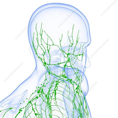Male Lymphatic System Artwork Stock Image F0062132 Science