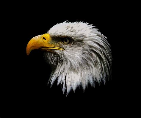 Painted Bald Eagle Head Photograph By Steve Mckinzie Pixels